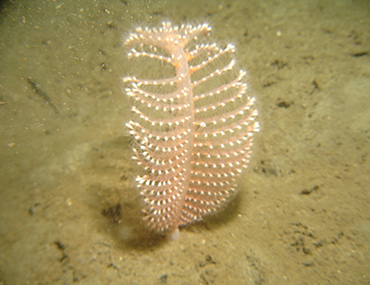 PADI Specialty