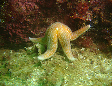 PADI Tauchkurse